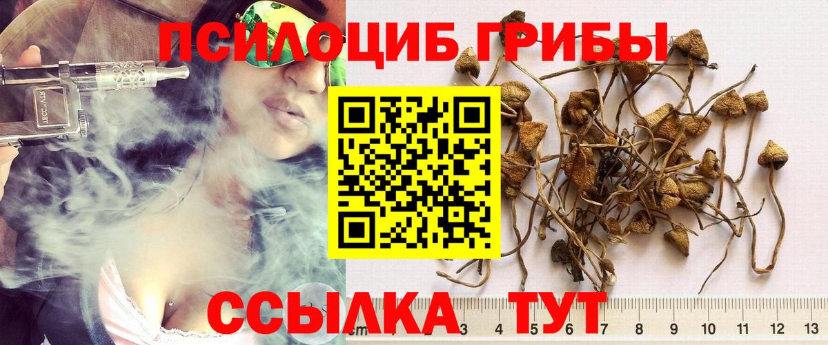 Галлюциногенные грибы Psilocybe Егорьевск